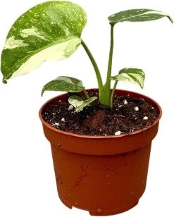 Bonte Gatenplant (Monstera Deliciosa 'Thai Constellation') D 10,5 H 15 Cm