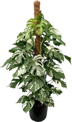 Bonte Gatenplant (Monstera Deliciosa 'Variegata') D 32 H 150 Cm