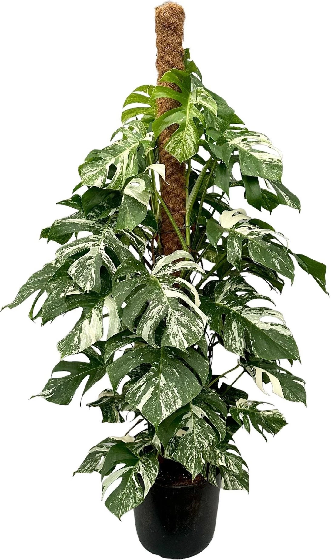 Bonte Gatenplant (Monstera Deliciosa 'Variegata') D 32 H 150 Cm 1 Bonte Gatenplant (Monstera Deliciosa 'Variegata') D 32 H 150 Cm