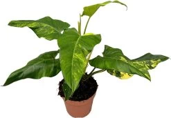 Philodendron (Philodendron Domesticum 'Variegata') D 17 H 50 Cm