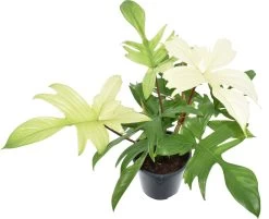 Philodendron (Philodendron 'Florida Ghost') D 19 H 70 Cm