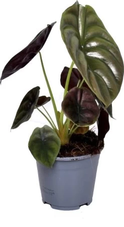 Olifantsoor (Alocasia Cuprea 'Red Secret') D 14 H 45 Cm