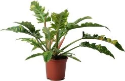 Philodendron (Philodendron 'Ring Of Fire') D 19 H 58 Cm