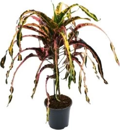 Croton (Codiaeum Variegatum 'Dreadlock') D 19 H 85 Cm