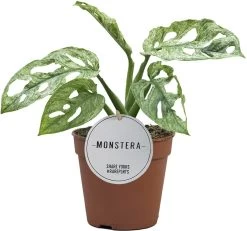 Gatenplant (Monstera Adansonii 'Mint') D 12 H 25 Cm