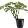 Bonte Gatenplant (Monstera Deliciosa 'Thai Constellation') D 30 H 100 Cm
