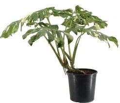 Bonte Gatenplant (Monstera Deliciosa 'Thai Constellation') D 30 H 100 Cm