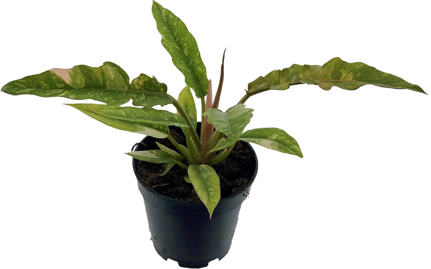 Philodendron (Philodendron 'Ring Of Fire') D 14 H 30 Cm 1 Philodendron (Philodendron 'Ring Of Fire') D 14 H 30 Cm