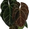 Aderplant (Anthurium Crystallinum) D 21 H 60 Cm