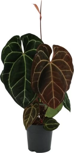 Aderplant (Anthurium Crystallinum) D 21 H 60 Cm
