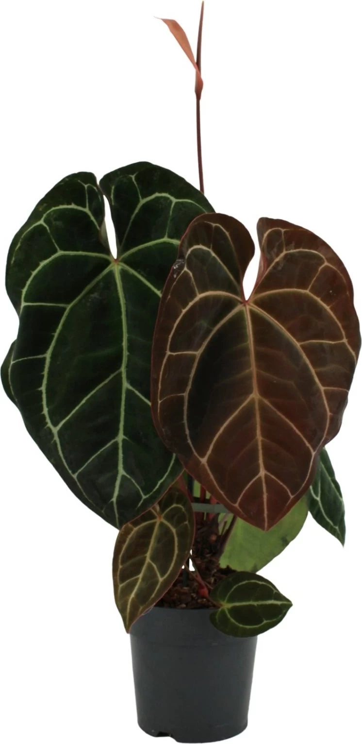 Aderplant (Anthurium Crystallinum) D 21 H 60 Cm 1 Aderplant (Anthurium Crystallinum) D 21 H 60 Cm